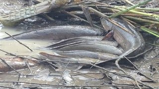 Two Boys Catch Snakehead Fish And Catfish By Hand Near My Village After A Heavy Rain