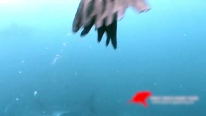 Des touristes assistent à la mise à mort d'un phoque par un requin blanc Flippant