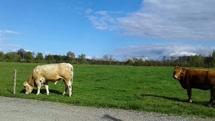 Norton 750 Commando Roadster Jaune 03/03