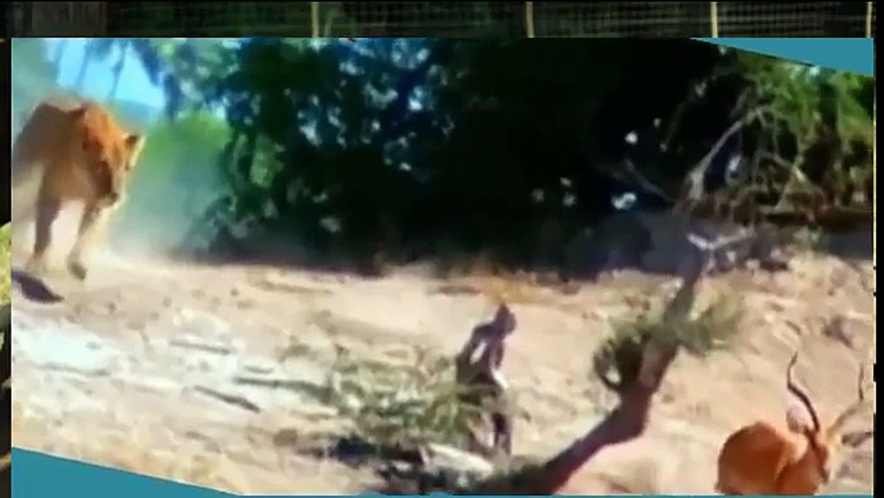 اقوى المقاطع لهجوم حيوانات مفترسة - اقوى لقطات الافتراس الاكثر إثارة