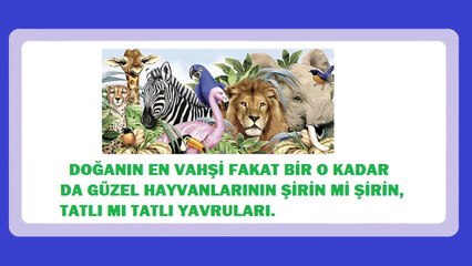 Vahşi Hayvanların Sevimli Yavruları -şirin gözüküyorlar