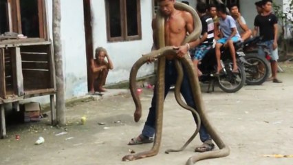 Un charmeur de serpents avec un cobra royal