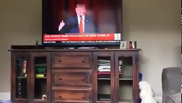 Donald Trump hated by Pet too | Trump most hated by animals | New Funny videos 2017