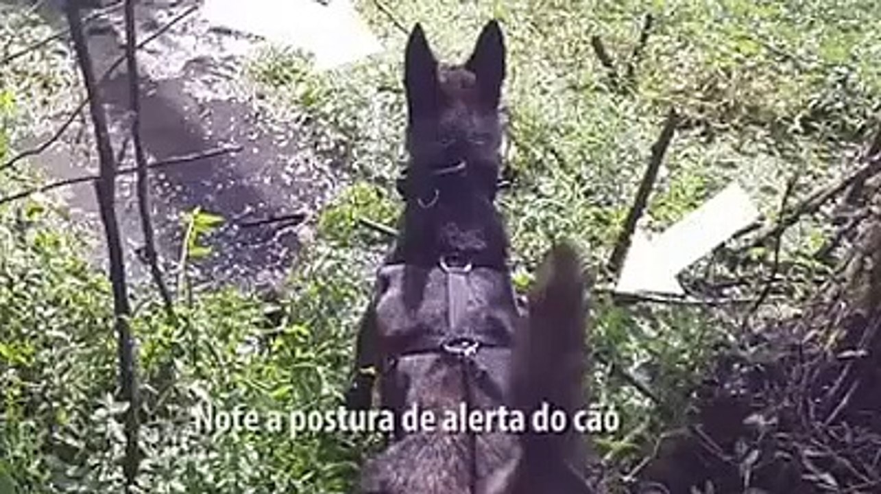 un super chien