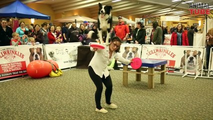 BORDER COLLIES ARE AWESOME ★ GREAT BORDER COLLIE COMPILATION