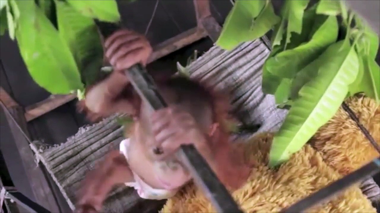 Cute baby zoo animals compilation 2016 (HD)