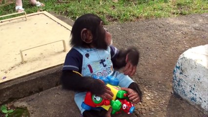 Cute little baby monkey compilation 2016 (HD)