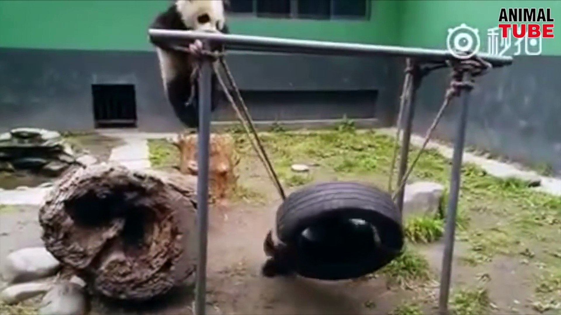 ⁣Cute Pandas playing like Babies - Cute Panda Compilations