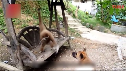 FUNNY MONKEY SHOWING ATTITUDE COMPILATION
