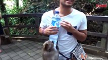 FUNNY MONKEYS STEALING THINGS FROM PEOPLE COMPILATION