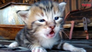Little Kittens Meowing - Cute Cat Compilations