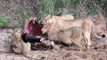 Male Lion attacks like a BOSS - Compilations