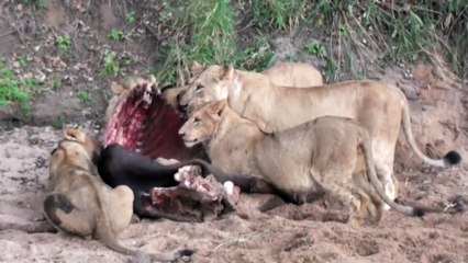 Male Lion attacks like a BOSS - Compilations