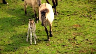 Most Beautiful Horses Galloping HD