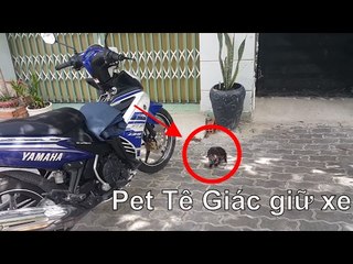 Track camera Affter effects -  Nhà có tê giác dữ - HD group
