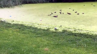 Dog Gets a Surprise When Attacking Ducks In a Swamp
