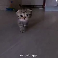 Tatlılık Abidesi Kedicik