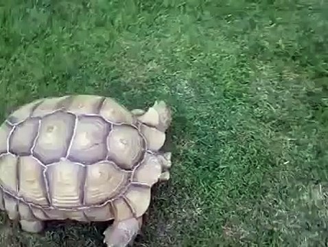 Koca Yürekli Kaplumbağa Arkadaşının Yardımına Koşuyor