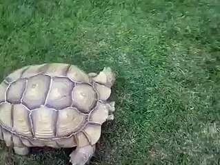 Koca Yürekli Kaplumbağa Arkadaşının Yardımına Koşuyor