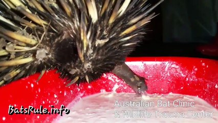 echidna in care eating. spiny anteater