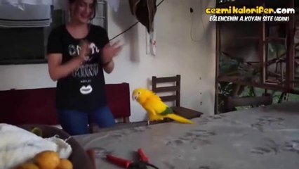 Anne Tarafı Amazon Baba Tarafı Trabzon Olan Papağan