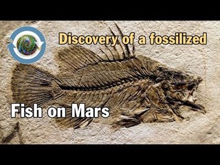 Discovery of a fossilized fish on Mars