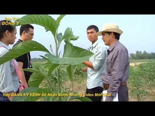 Lá Cây Mật Gấu ( Lá Đắng ) Thành Phần Hóa Học và Các Tác Dụng Chữa Bệnh