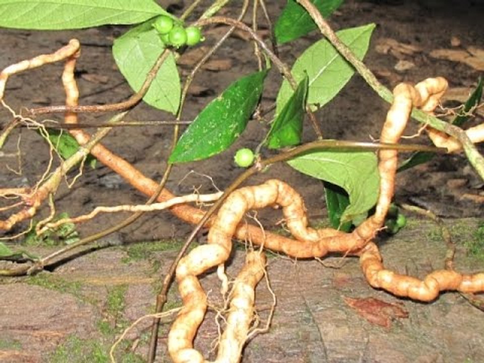 Các Bài Thuốc Bổ Thận Tráng Dương Khi Dùng Cây Thuốc Ba Kích Tím vs Tạp Chí Đông Y