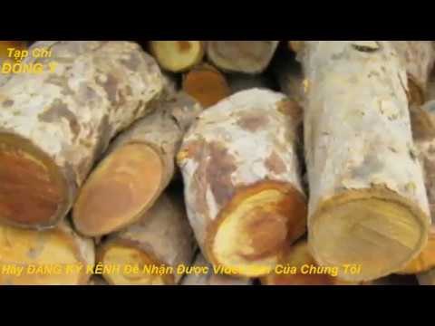 Cây Mật Gấu vs Tổng Hợp Công Dụng Chữa Bệnh Của Cây Mật Gấu vs Sức Khỏe với Đông Y