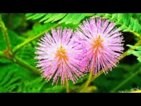 Chữa Bệnh Đau Xương Khớp Bằng Cây Trinh Nữ ( Cây Xấu Hổ ) vs Sức Khỏe với Đông Y