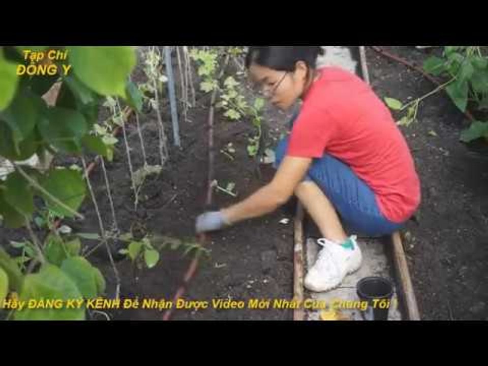 Tác Dụng và Tác Hại Của Rau Mồng Tơi vs Sức Khỏe với Đông Y