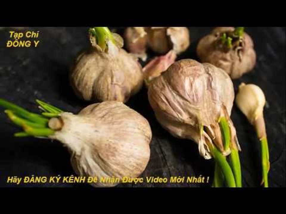 Tác Dụng Của Tỏi Đã Mọc Mầm Trong Phòng và Trị Bệnh vs Tạp Chí Đông Y