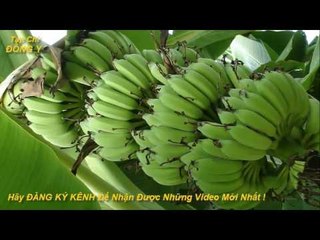 Tác Dụng Chữa Bệnh Của Qủa Chuối Xanh vs Tạp Chí Đông Y