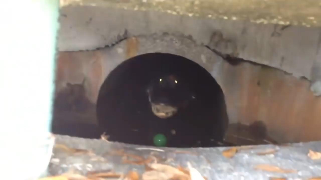 Alligator in Sewer