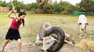 Top 10 Viral Videos 2017 Wow! Amazing Beautiful Girl Catching Freshwater Snake With Hand In Cambodia