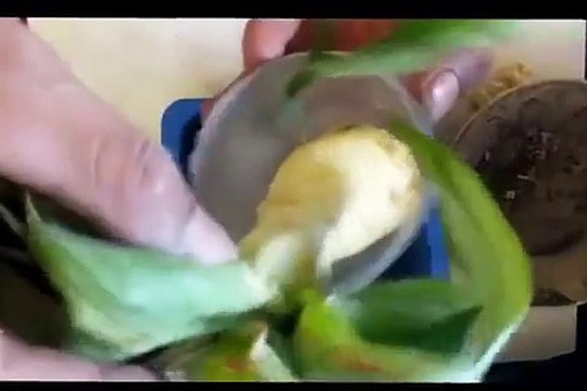 Growing KARELA plants Gardening Sekho in Hindi-Urdu