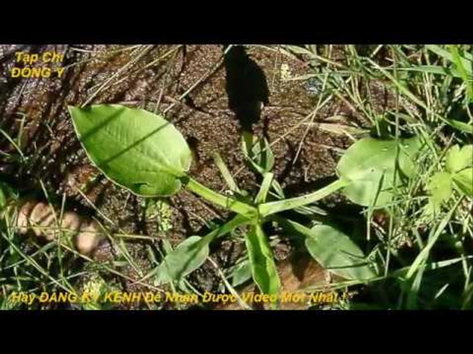 Mã Đề Nước và Các Bài Thuốc Chữa Chứng Chóng Mặt ù Tai Do Thiếu Máu vs Tạp Chí Đông Y