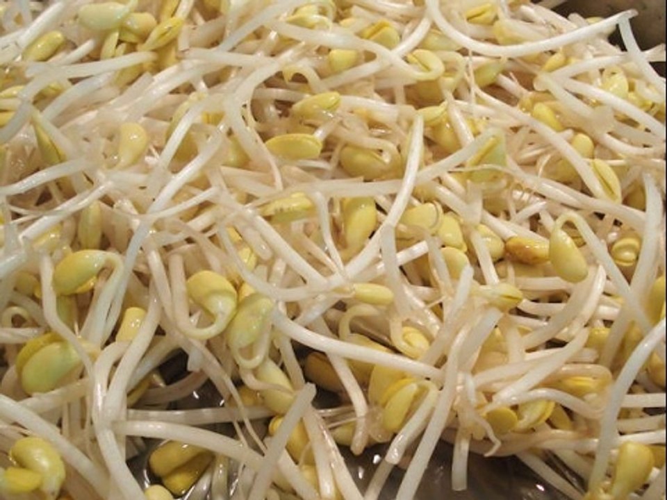 Tác Dụng Chữa Bệnh Cực Tốt Của GIÁ ĐỖ Trong Việc Chăm Sóc Sức Khỏe và Làm Đẹp vs Tạp Chí Đông Y