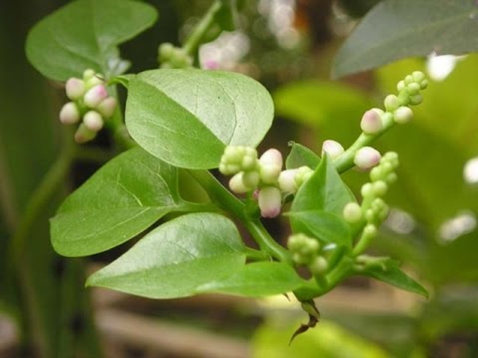 Bài Thuốc Dùng Rau Mồng Tơi Trị Đau Nhức Xương Khớp vs Tạp Chí Đông Y