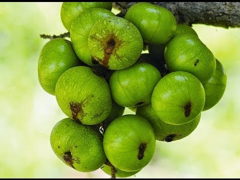 Các Bài Thuốc Nam Chữa Bệnh Từ Cây Xung vs Tạp Chí Đông Y