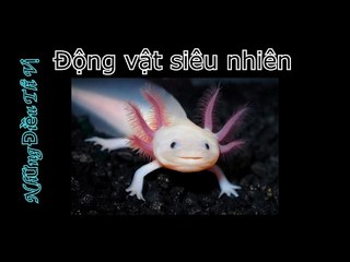 Top 5 Động Vật Có Khả Năng Siêu Nhiên - Những Điều Thú Vị