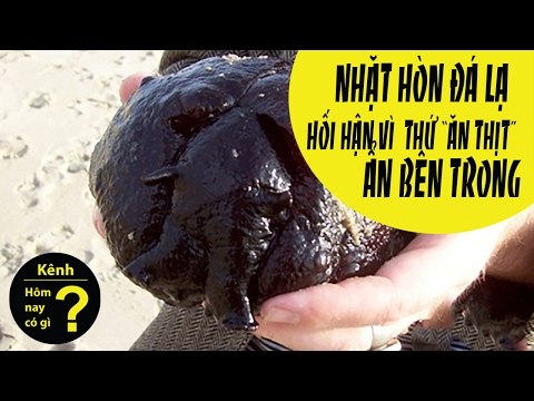 ✔ Hôm nay có gì? - Nhặt hòn đá thanh niên hối hận không kịp vì thứ Ăn Thịt này