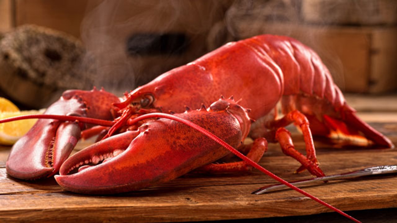 10 Animals That Actually Never DIE