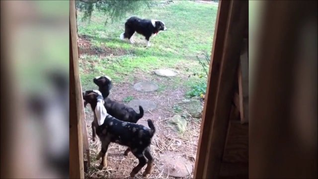 Ces chèvres veulent s'enfuir mais le chien guette... Ahaha