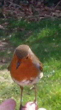 Cet oiseau vient se poser sur son doigts alors qu'elle fleurit la tombe de son fils décédé... Miracle!