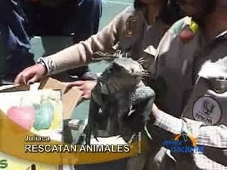 RESCATAN ANIMALES  - JULIACA