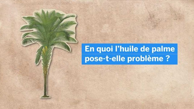 Quel est le problème avec l'huile de palme ?