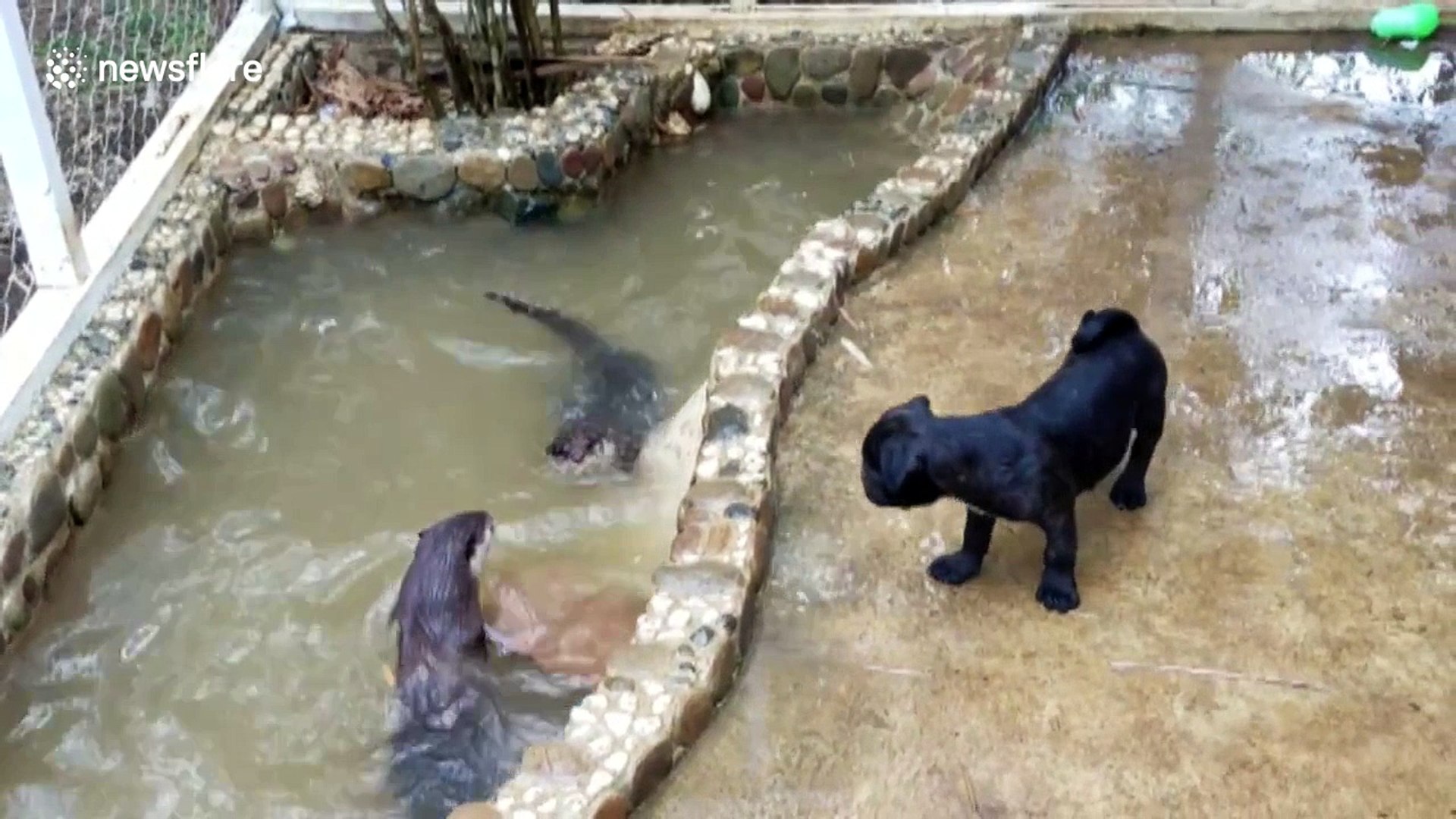 ⁣Pug puppy meets otters for the first time