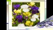 Cheap Iris Flowers In Bulk - Whole Blossoms