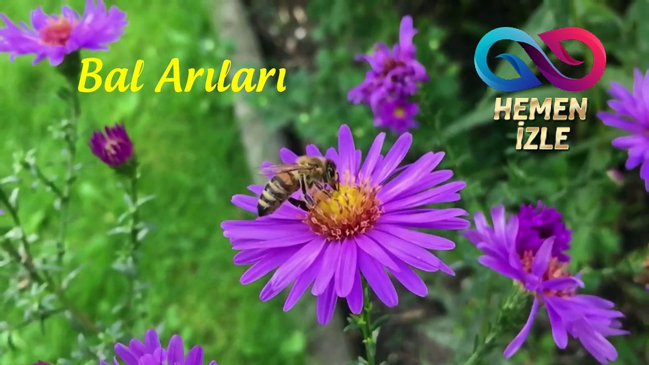 Bal Arıları